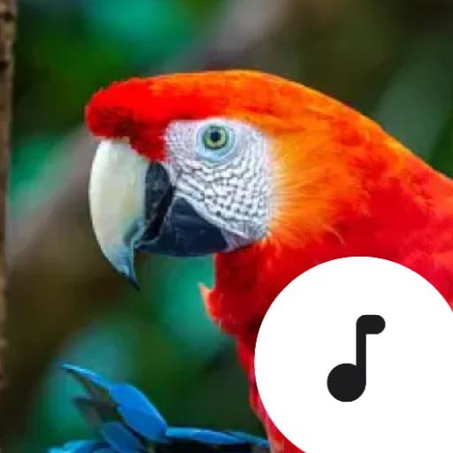 Baixe o Parrot Sounds Agora – Melodias Vibrantes de Papagaios