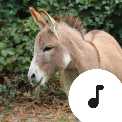 Baixar Donkey Sounds: Sons de Burro Divertidos – Versão Gratuita